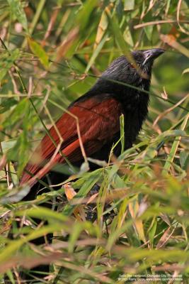Philippine Coucal 
(a Philippine endemic) 

Scientific name - Centropus viridis 

Habitat - Common from grasslands to forest up to 2000 m. 

[400 5.6L + Tamron 1.4x TC, 560 mm, hand held]