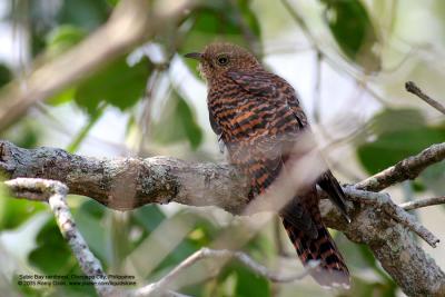 Oriental Cuckoo 
(a hepatic female) 

Scientific name - Cuculus saturatus 

Habitat - Uncommon in forest and edge. 

[400 5.6L + Tamron 1.4x TC, 560 mm, on tripod]
