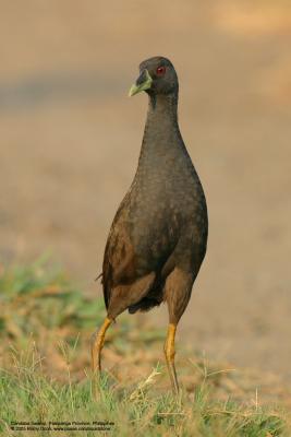 Plain Bush-Hen
(a near Philippine endemic)

Scientific name - Amaurornis olivaceus

Habitat - Drier grasslands and scrub.

[Sigma 300-800 DG]