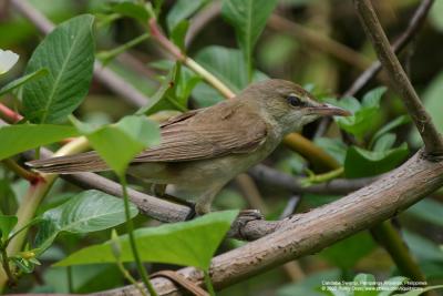Clamorous Reed-Warbler 

Scientific name - Acrocephalus stentoreus 

Habitat - Uncommon, in tall grass, bamboo thickets in open country, and in reed beds where it sings from cover. 

[Sigma 300-800 DG]