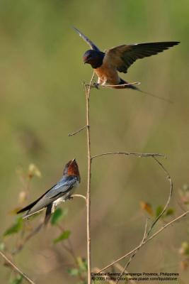 Barn Swallow

Scientific name - Hirundo rustica

Habitat - from coast to above forests in high mountains.

[Sigma 300-800 DG]