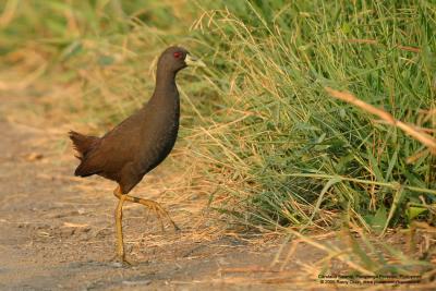 Plain Bush-Hen
(a near Philippine endemic)

Scientific name - Amaurornis olivaceus

Habitat - Drier grasslands and scrub.

[Sigma 300-800 DG]