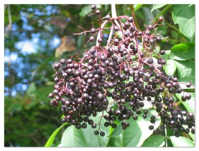 Wild Elderberries