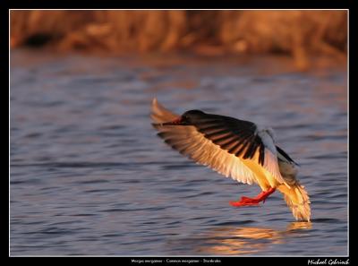 Common Merganser, Krankesjn