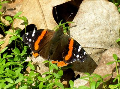 Red Admiral 7283.jpg