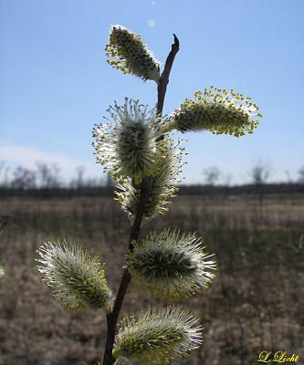 Pussy Willow 7122.jpg