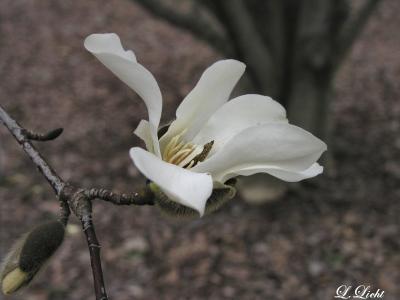 First Magnolia 6987.jpg