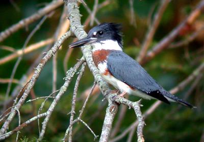  belted-kingfisher-4933.jpg