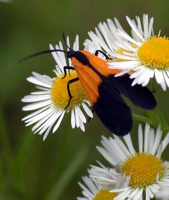 black-and-yellow-lichen.jpg