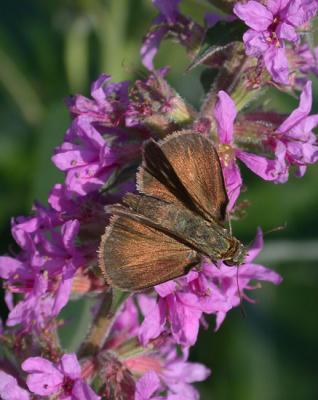  dun-skipper-4854.jpg