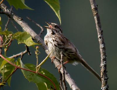  song-sparrow-4953.jpg