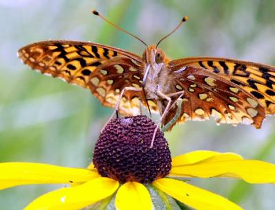 GS-fritillary-8.jpg