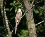  black-billed-cuckoo-4769.jpg