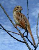 song-sparrow-4786.jpg