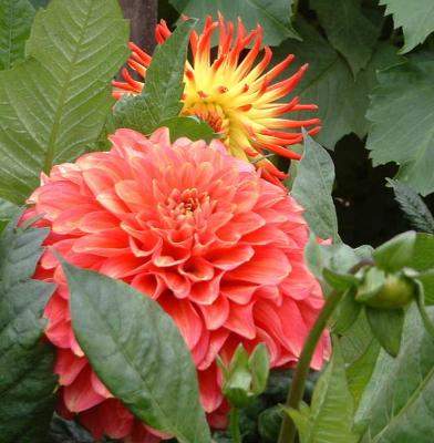 DSCF0026.JPG