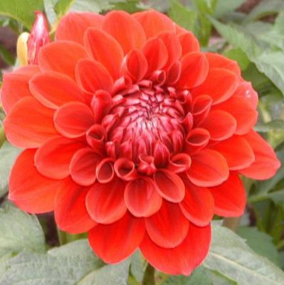 Brilliant Color in the Mist