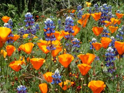cali_poppies