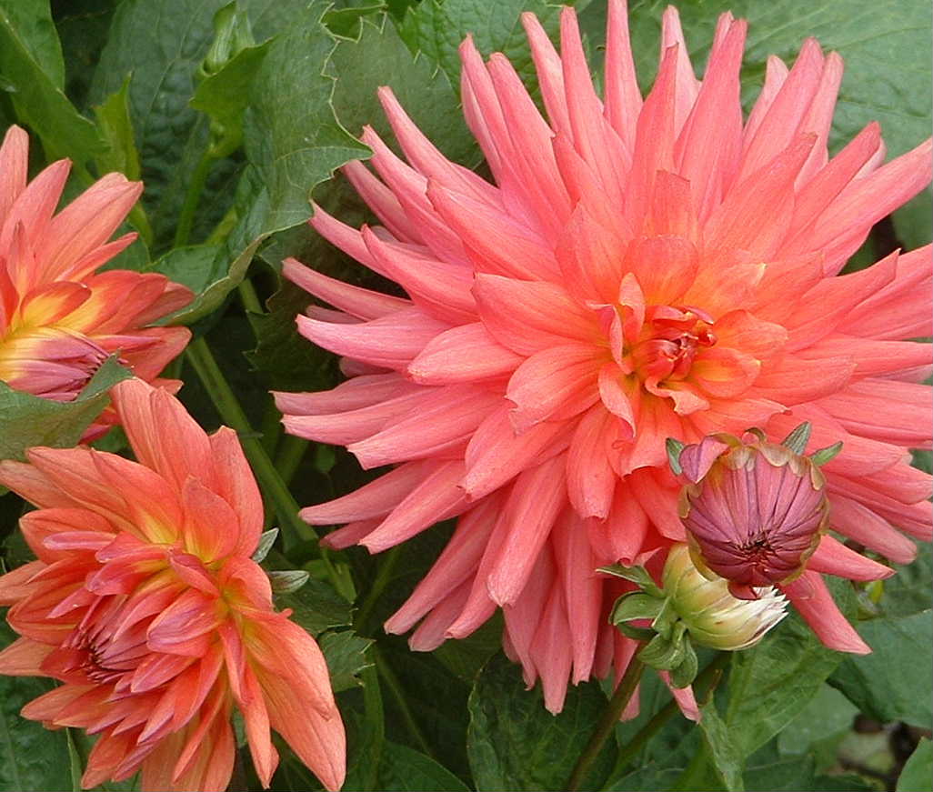 DSCF0007.JPG