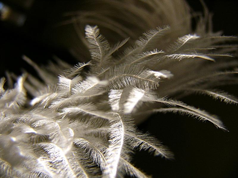 feathers in the sunlight ~ January 16th