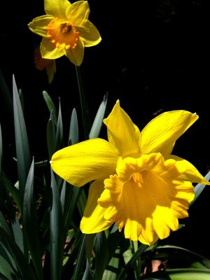 April 9th ~ Spring daffodils