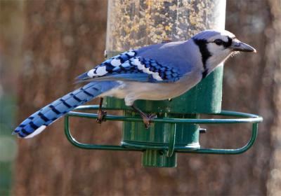 backyardbirding