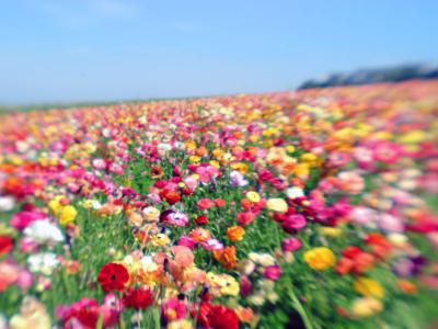 Flower Rush 4720