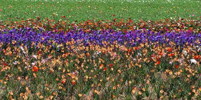 Lots Of Flowers 4842C