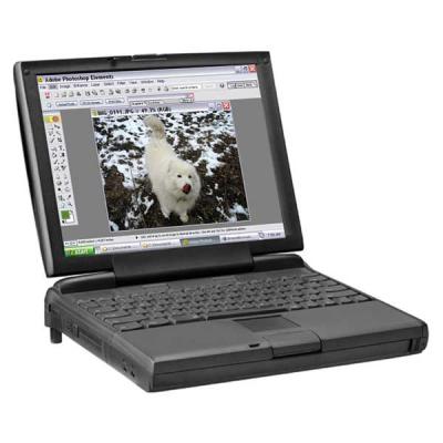 u14/lynnel/medium/41706280.Kiwionlaptop.jpg