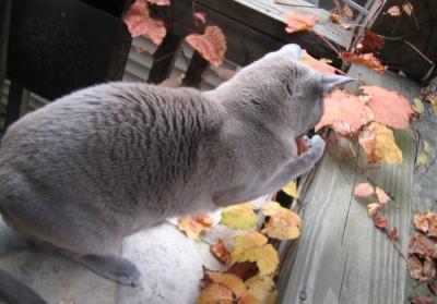 Gracie catches a leaf
