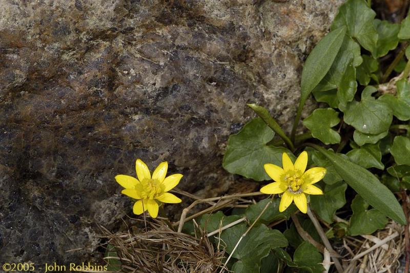 Lesser Celandine