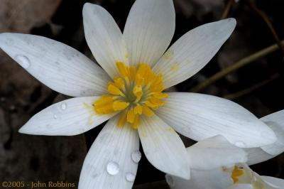 Bloodroot 2005