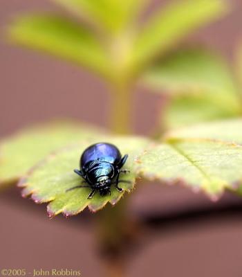 u14/macpurity/medium/41804794.Beetle.jpg