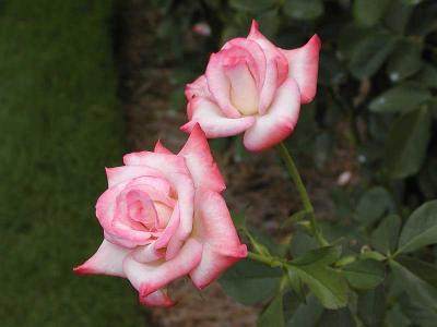 Gemini Hybrid Tea Rose