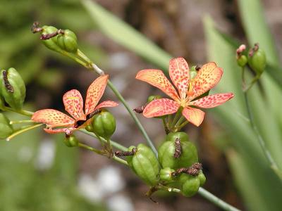 Blackberry Lily (Belamcanda chinensis)
