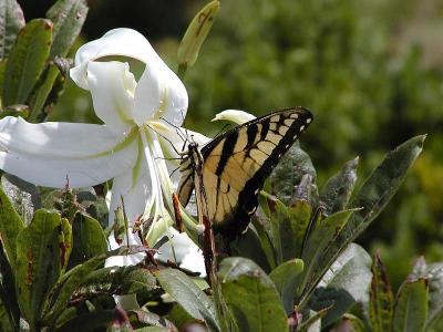 Eastern Tiger Swallowtail on White Lily