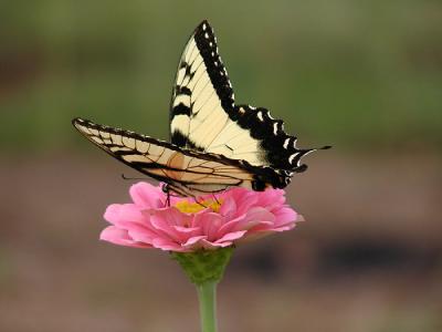 Eastern Tiger Swallowtail #1