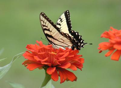 Eastern Tiger Swallowtail #2