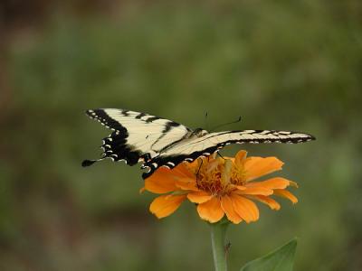 Eastern Tiger Swallowtail #3