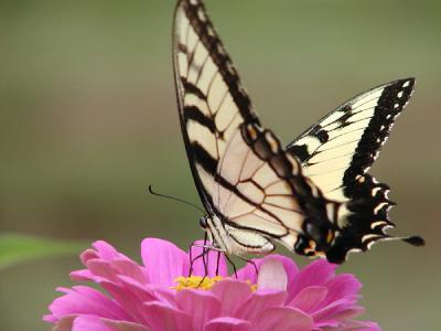 Eastern Tiger Swallowtail #4