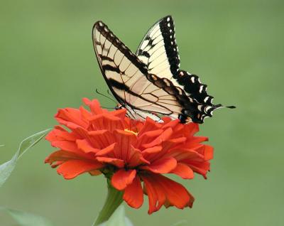 Eastern Tiger Swallowtail #2 (edited)