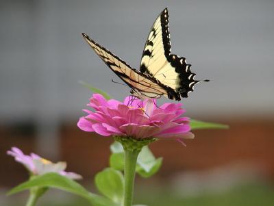 Eastern Tiger Swallowtail #5