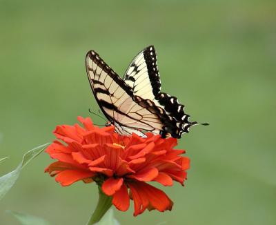 Eastern Tiger Swallowtail #2 (second edit)