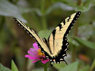 Eastern Tiger Swallowtail #6