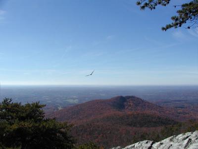 Bird soaring near Sauratown Mountain