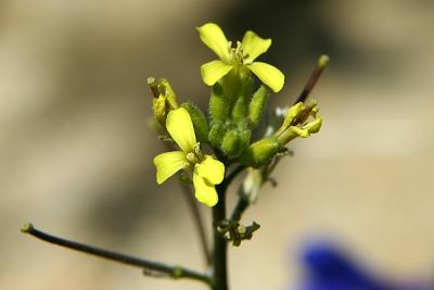 Western Wallflower