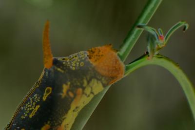 Img_8859 copy4.jpg