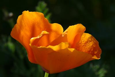 Img_9010 copy.jpg