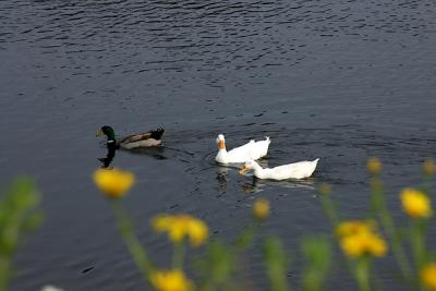 Img_9458 copy.jpg