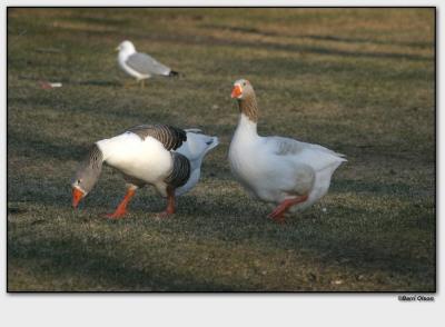 odd geese.jpg