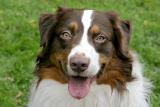 Hello My Name Is Buster (Australian Shepherd)